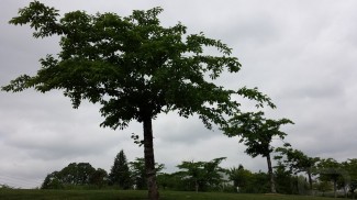 Tree Galaxy S4 (Copy)