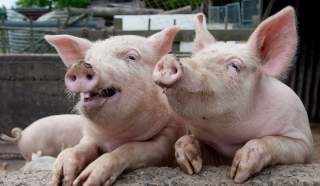 T-Mobile Identifies Data Hogs Using P2P Sharing, Plans Attack for August 17