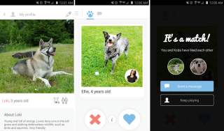 Silly: Tindog Brings the Excitement of Tinder to Your Forever Friend’s Paws