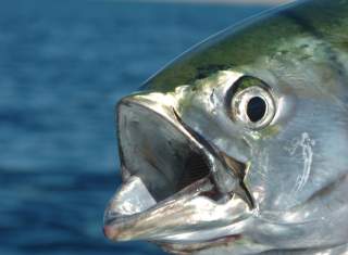 Ready for 2018 Google Pixel Codenames?