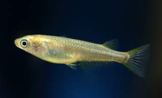 New Google Device Codenames Surface, Time for New Pixel Hype