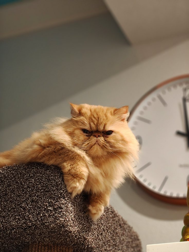 OnePlus 15 Camera Samples